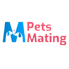 Digital Marketing Services in Tirupati